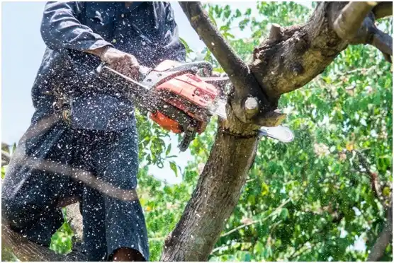 tree services Robstown